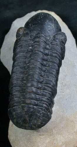 Large Reedops Trilobite - #8030